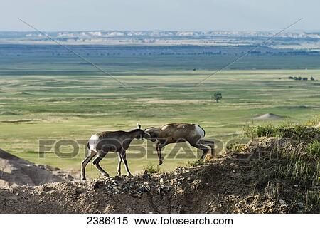 Stock Photography - Bighorn Sheep (Ovis canadensis) fighting on a ridge, Badlands National Park; South Dakota, United States of America. Fotosearch