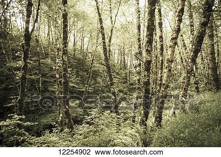 Birch trees covered in moss; Portland, Oregon, United States of America View Large Photo Image Stock Image - Birch trees covered in moss; Portland, Oregon, United States of America. Fotosearch