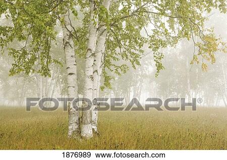 Stock Photo - Birch Trees In The Fog; Thunder Bay, Ontario, Canada. Fotosearch