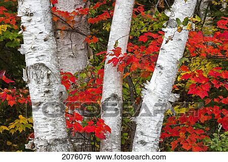 Birch Trees Surrounded By Red Maple Leaves In Algonquin Park; Ontario Canada View Large Photo Image Stock Photograph - Birch Trees Surrounded By Red Maple Leaves In Algonquin Park; Ontario Canada. Fotosearch