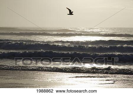 Stock Image - Bird Flying Over Rocas De Santo Domingo Beach, Santo Domingo, Chile. Fotosearch