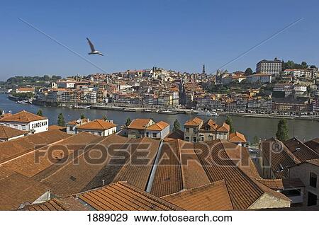 Bird Flying Over Rooftops Of Oporto View Large Photo Image Stock Photo - Bird Flying Over Rooftops Of Oporto. Fotosearch