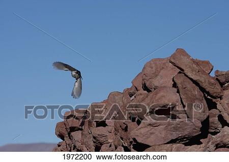 Bird In Flight, Yuma, Antofagasta Region, Chile View Large Photo Image Stock Image - Bird In Flight, Yuma, Antofagasta Region, Chile. Fotosearch