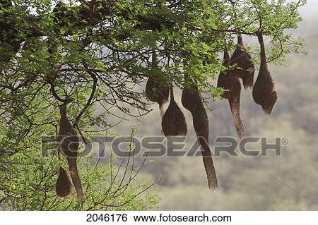 Bird Nests, Sariska National Park, Rajasthan, India View Large Photo Image Stock Photograph - Bird Nests, Sariska National Park, Rajasthan, India. Fotosearch