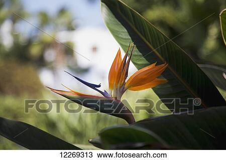 Bird of Paradise flower (Strelitzia); Paphos, Cyprus View Large Photo Image Stock Image - Bird of Paradise flower (Strelitzia); Paphos, Cyprus. Fotosearch