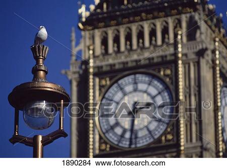 Picture - Bird On Lamppost In Front Of Big Ben. Fotosearch