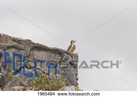 Picture - Bird On Rock In Lauca National Park, Arica & Parinacota Region, Chile. Fotosearch