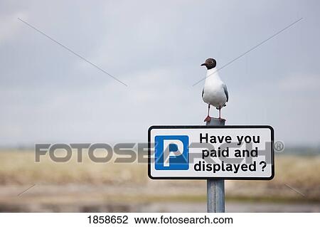 Stock Image - Bird Perched On A Car Park Sign; Northumberland, England. Fotosearch