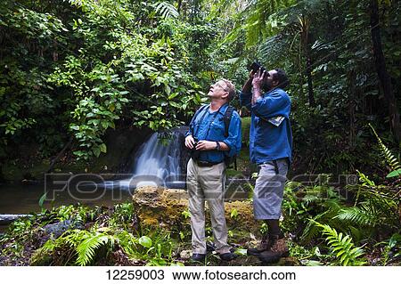 Stock Image - Bird watching; West New Britain, Papua New Britain. Fotosearch