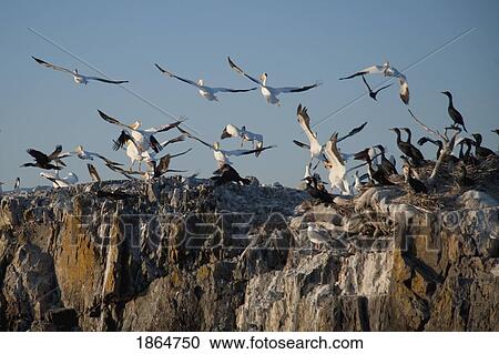 Birds Flying, Lake Of The Woods, Ontario, Canada View Large Photo Image Stock Image - Birds Flying, Lake Of The Woods, Ontario, Canada. Fotosearch