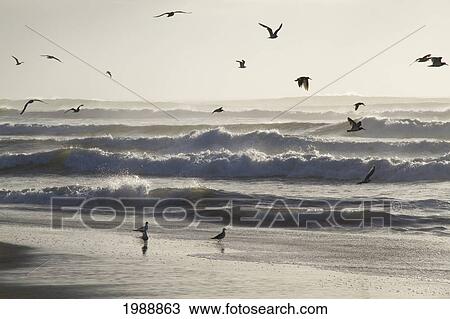 Birds Flying Over Rocas De Santo Domingo Beach, Santo Domingo, Chile View Large Photo Image Stock Image - Birds Flying Over Rocas De Santo Domingo Beach, Santo Domingo, Chile. Fotosearch