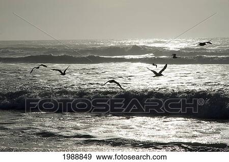 Stock Photo - Birds Flying Over Rocas De Santo Domingo Beach, Santo Domingo, Chile. Fotosearch