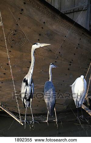 Stock Photography - Birds In Front Of Boat. Fotosearch