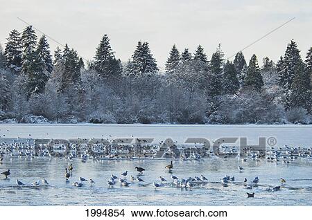 Picture - Birds In Lost Lagoon In Stanley Park In Winter, Vancouver, British Columbia, Canada. Fotosearch
