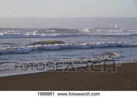 Stock Image - Birds On Rocas De Santo Domingo Beach, Santo Domingo, Chile. Fotosearch