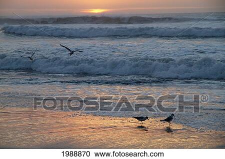 Stock Image - Birds On Rocas De Santo Domingo Beach At Sunset, Santo Domingo, Chile. Fotosearch