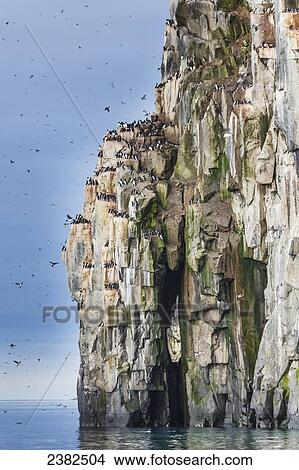 Birds on the cliffs of Alkefjellet; Svalbard, Norway View Large Photo Image Picture - Birds on the cliffs of Alkefjellet; Svalbard, Norway. Fotosearch