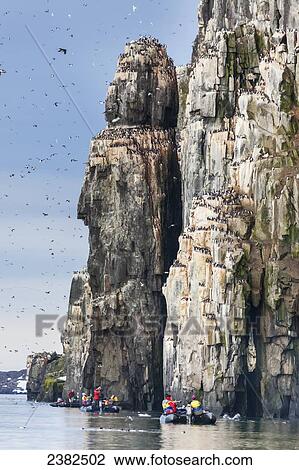 Birds on the cliffs of Alkefjellet; Svalbard, Norway View Large Photo Image Stock Image - Birds on the cliffs of Alkefjellet; Svalbard, Norway. Fotosearch