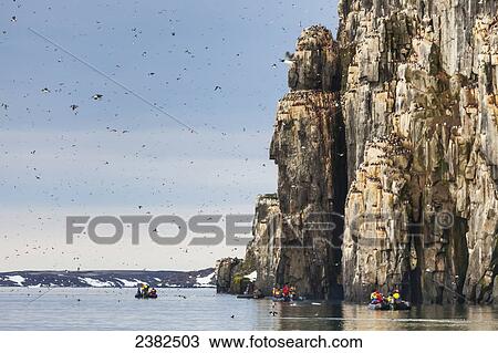 Birds on the cliffs of Alkefjellet; Svalbard, Norway View Large Photo Image Stock Image - Birds on the cliffs of Alkefjellet; Svalbard, Norway. Fotosearch