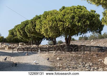 Stock Image - Birds wander on the ground beside a stone wall and trees; Paphos, Cyprus. Fotosearch
