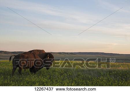 Bison at sunset, Grasslands National Park; Saskatchewan, Canada View Large Photo Image Stock Photo - Bison at sunset, Grasslands National Park; Saskatchewan, Canada. Fotosearch