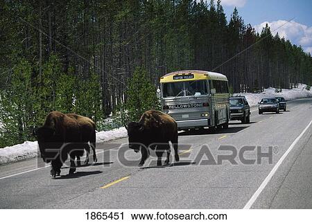 Bison Block Traffic On Roadway, Yellowstone National Park, Wyoming, Usa View Large Photo Image Stock Image - Bison Block Traffic On Roadway, Yellowstone National Park, Wyoming, Usa. Fotosearch