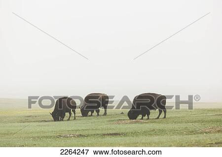 Bison eating grass in the mist badlands national park; south dakota usa View Large Photo Image Stock Photo - Bison eating grass in the mist badlands national park; south dakota usa. Fotosearch
