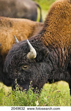 Bison Grazing, Northern British Columbia View Large Photo Image Stock Image - Bison Grazing, Northern British Columbia. Fotosearch