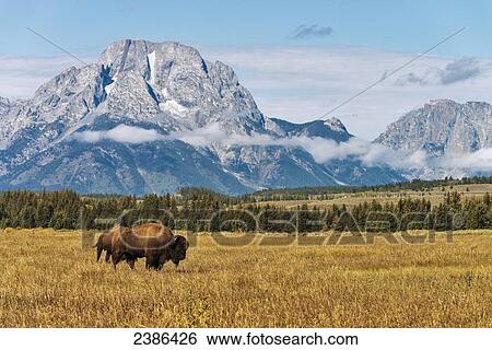 Bison in Grand Teton National Park; Wyoming, United States of America View Large Photo Image Stock Photograph - Bison in Grand Teton National Park; Wyoming, United States of America. Fotosearch