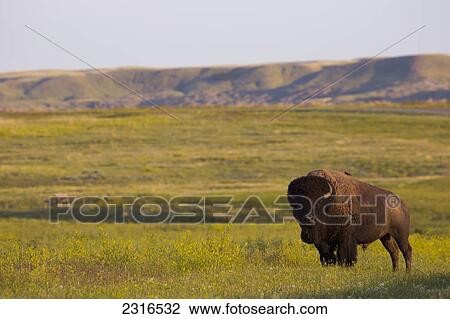 Bison In Grasslands National Park; Saskatchewan Canada View Large Photo Image Stock Image - Bison In Grasslands National Park; Saskatchewan Canada. Fotosearch