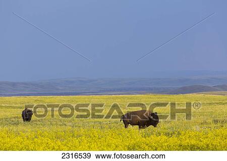 Stock Photo - Bison In Grasslands National Park; Saskatchewan Canada. Fotosearch