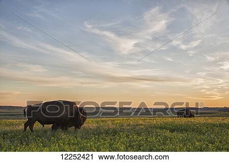 Bison roam the plains at sunset in Grassland National Park; Saskatchewan, Canada View Large Photo Image Stock Image - Bison roam the plains at sunset in Grassland National Park; Saskatchewan, Canada. Fotosearch