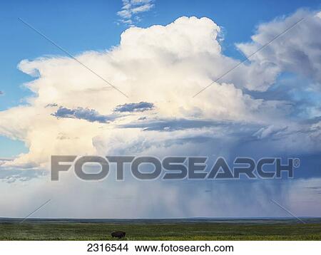 Bison Under A Passing Storm Over The Prairies In Grasslands National Park; Saskatchewan Canada View Large Photo Image Picture - Bison Under A Passing Storm Over The Prairies In Grasslands National Park; Saskatchewan Canada. Fotosearch
