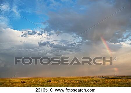 Bison Under A Passing Storm Over The Prairies In Grasslands National Park; Saskatchewan Canada View Large Photo Image Stock Image - Bison Under A Passing Storm Over The Prairies In Grasslands National Park; Saskatchewan Canada. Fotosearch
