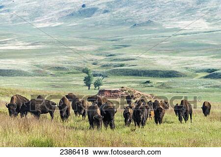 Bison, Wind Cave National Park; South Dakota, United States of America View Large Photo Image Stock Photo - Bison, Wind Cave National Park; South Dakota, United States of America. Fotosearch