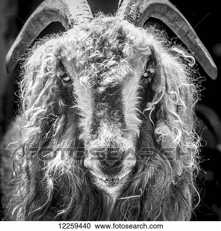 Black and white of goat; Hampstead, Maryland, United States of America View Large Photo Image Stock Image - Black and white of goat; Hampstead, Maryland, United States of America. Fotosearch
