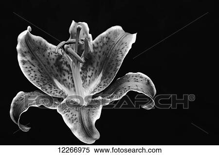 Stock Photography - Black and white Stargazer lily; Kenmore, Washington, United States of America. Fotosearch
