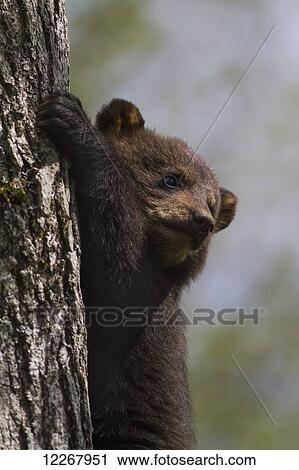 Stock Image - Black bear cub (Ursus americanus), captive, Omega Park; Montebello, Quebec, Canada. Fotosearch