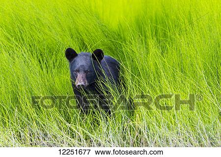 Black bear (ursus americanus) in the lush green grass on the riverbank; Dawson, Yukon, Canada View Large Photo Image Stock Photo - Black bear (ursus americanus) in the lush green grass on the riverbank; Dawson, Yukon, Canada. Fotosearch