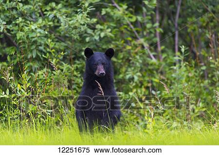 Stock Photography - Black bear (Ursus americanus) on the green grassy riverbank; Dawson, Yukon, Canada. Fotosearch