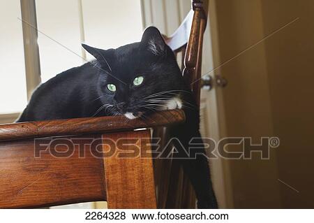 Black cat with white markings on dining room table; toronto ontario canada View Large Photo Image Stock Photo - Black cat with white markings on dining room table; toronto ontario canada. Fotosearch