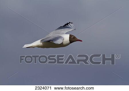 Stock Image - Black-headed gull in flight; Iceland. Fotosearch