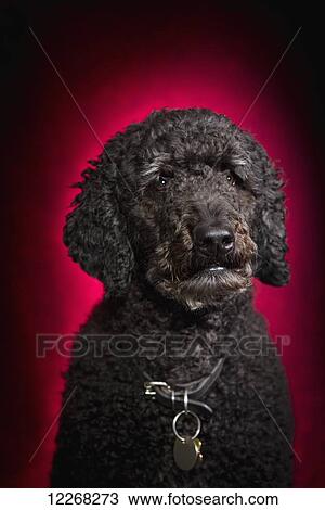 Black Labradoodle on red background; St. Albert, Alberta, Canada View Large Photo Image Stock Image - Black Labradoodle on red background; St. Albert, Alberta, Canada. Fotosearch