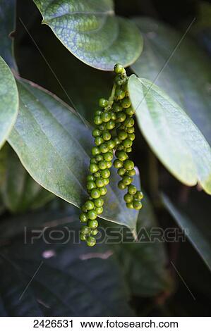 Stock Image - Black pepper (Piper nigrum) growing in the highlands of Ethiopia; Ethiopia. Fotosearch