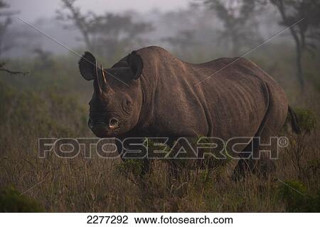Stock Image - Black rhino at dawn, Ol Pejeta Conservancy; Kenya. Fotosearch