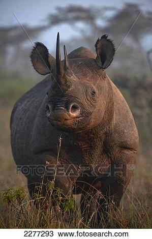 Black rhino at dawn, Ol Pejeta Conservancy; Kenya View Large Photo Image Stock Image - Black rhino at dawn, Ol Pejeta Conservancy; Kenya. Fotosearch
