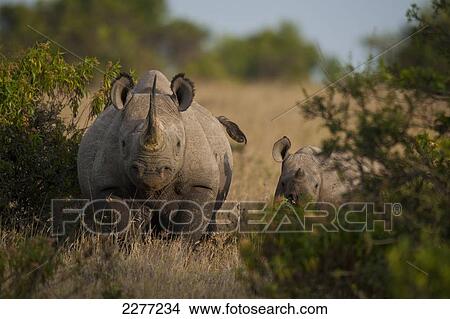 Black rhino with baby, Ol Pejeta Conservancy; Kenya View Large Photo Image Picture - Black rhino with baby, Ol Pejeta Conservancy; Kenya. Fotosearch