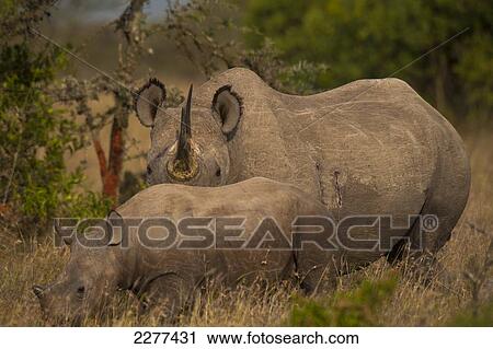 Black rhino with baby, Ol Pejeta Conservancy; Kenya View Large Photo Image Stock Image - Black rhino with baby, Ol Pejeta Conservancy; Kenya. Fotosearch