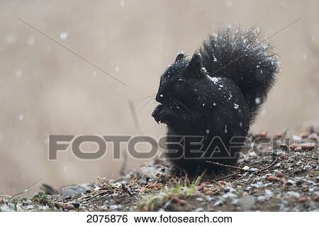 Black Squirrel Sitting In A Light Snowfall Eating A Peanut; Ontario Canada View Large Photo Image Stock Photograph - Black Squirrel Sitting In A Light Snowfall Eating A Peanut; Ontario Canada. Fotosearch