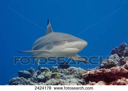 Blacktip reef shark (Carcharhinus melanopterus); Yap, Micronesia View Large Photo Image Stock Photo - Blacktip reef shark (Carcharhinus melanopterus); Yap, Micronesia. Fotosearch